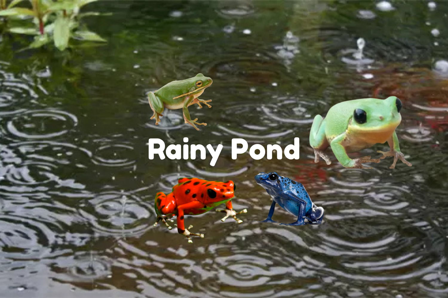Rainy Pond